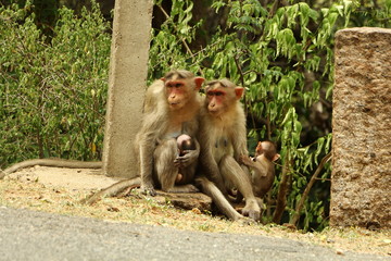 Monkey family sitting in the road in jungle