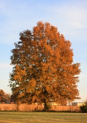 Wall Mural - Autumn Tree