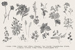 Vintage vector botanical illustration. Set. Autumn flowers. Black and white..