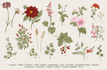Vintage Vector Botanical Illustration. Set. Autumn Flowers. Colorful