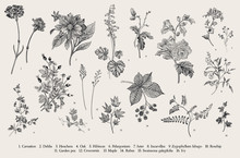 Vintage Vector Botanical Illustration. Set. Autumn Flowers. Black And White..