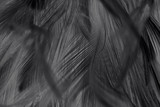 Fototapeta Dmuchawce - Beautiful dark black feather pattern texture background
