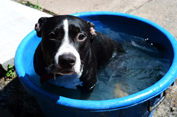 white and black dog bathing in blue plastic container