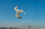 Fototapeta Pomosty - closeup of a seagull at Barcelona waterfront