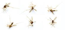 Dead Mosquitoes Isolate Closeup White Background