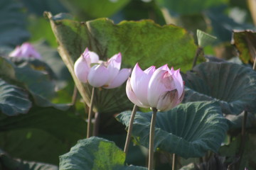 Wall Mural - lotus