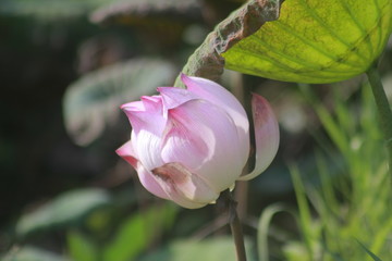 Wall Mural - lotus