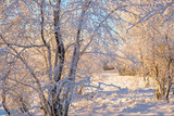 Fototapeta Natura - Beautiful winter sunshine in the frosty woodland