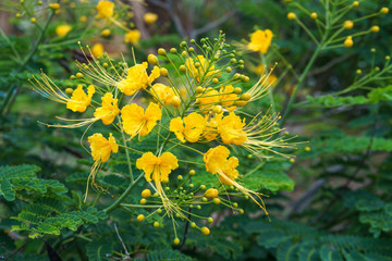 Wall Mural - Peacock flower or Caesalpinia pulcherrima, poinciana, Mexican bird of paradise, pride of Barbados, flos pavonis, flamboyant-de-jardin