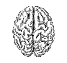 Human Brain, Top View, Hand Drawn Sketchy Vector