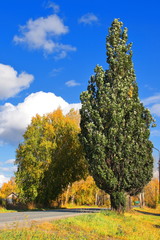 Two trees leaned towards each other across the street. Poplar, illuminated by sunlight on an autumn day against the blue sky and clouds.