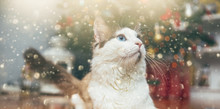 Beautiful Cat Relaxing Under Christmas Tree. Holiday Concept. 