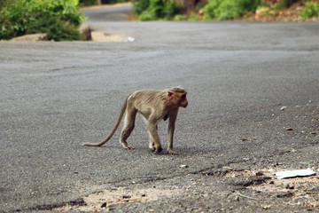 Indian Monkey in jungle