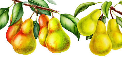 pear fruits realistic botanical watercolor illustration with tree branch leaves. ripe juicy isolated hand painted