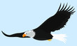 sea eagle in glide flight in the sky