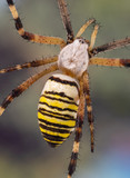 Fototapeta Na sufit - Argiope orb weaver (wasp spider) dorsal view details.
