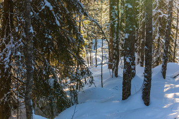 Canvas Print - Sunny frosty and winter day in zoo