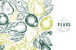 Pear design template. Hand drawn vector garden fruit illustration. Engraved style garden retro botanical banner.