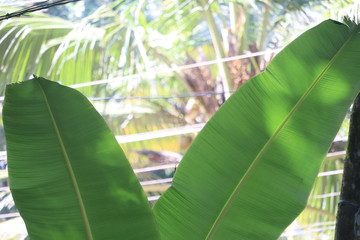 leaves of banana tree