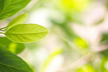 Wall Mural - Nature view of green leaf in garden Closeup at summer under sunlight. Natural green plants landscape using as a background or wallpaper