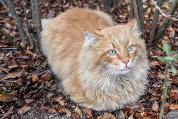 beautiful cat resting on autumn leaves