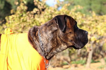 Wall Mural - chien cane corso en automne à la vigne