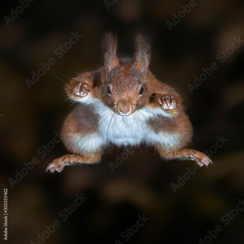 Cute Eurasian red squirrel (Sciurus vulgaris) jumps out of a tree. Tessenderlo, Belgium. Black background.