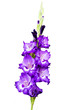Isolated blossoming vivid purple violet huge gladiolus flowers close up in vertical format. Gladiolus flower on white background.