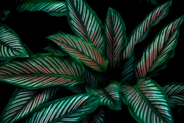 Obraz na płótnie roślina tropikalny las wzór