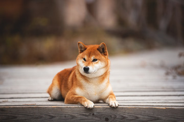 Wall Mural - Beautiful and happy shiba inu dog lying on the wooden bridge in the forest. Adorable Red shiba inu female dog in fall