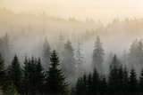 Fototapeta Las - Fog above pine forests. Detail of dense pine forest in morning mist.