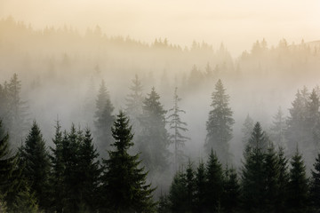 Obraz na płótnie pejzaż spokojny krajobraz drzewa