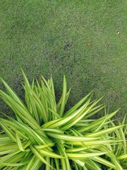 green grass with water drops of morning dew