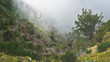 Wandern auf Madeira in verwunschenen Wäldern und Wiesen