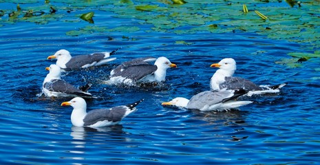 Wall Mural - european herring gull on heligoland