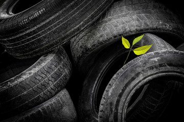 A young green tree makes its way through a bunch of old car tires. A bunch of old tires from used cars. Environmental pollution.