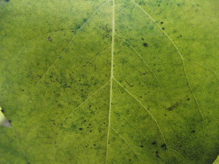 Quince leaf texture