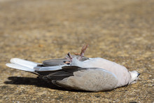 A Dead Pigeon Lies In The Sun On The Ground On The Back And Stretches Its Feet Upwards