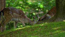 Two Young Bucks Learn To Fight. Peaceful Green Forest Setting. 