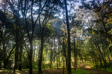 Bosque Arboles Contraluz