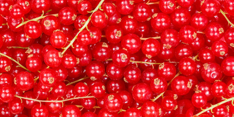 Wall Mural - Red currants berry fruits collection food background banner berries fresh fruit