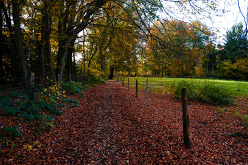 Waling trail in the forest