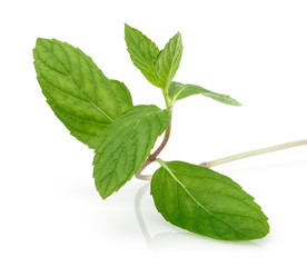 Poster - Fresh green mint leaves isolated on white background