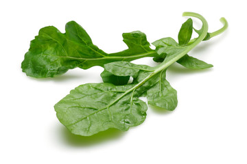 Canvas Print - Bunch of fresh rucola isolated on white background