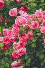 Bush Of Pink Roses, Summertime Floral Background
