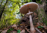 Fototapeta Na sufit - Parasol Mushroom (Macrolepiota Procera), Belgrad Forest floor.