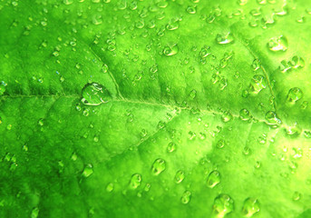 Stylized raindrops on a green leaf.