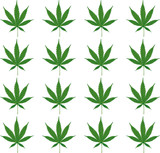 Fototapeta Sypialnia - Marijuana leaf pattern. Green cannabis seamless pattern. Vector illustration.