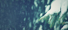 Winter Season Holiday Evergreen Christmas Tree Pine Branches Covered With Snow And Falling Snowflakes, Horizontal