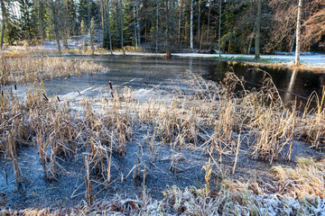 Wall Mural - Ice on forest lake with frozen dry grass at morning, cold autumn